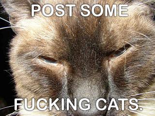 caturday.post