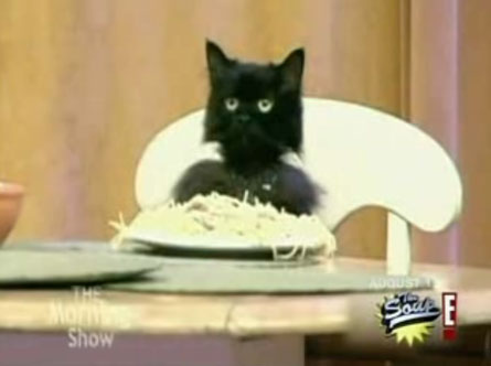 spaghetticat