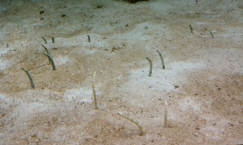sea-worms